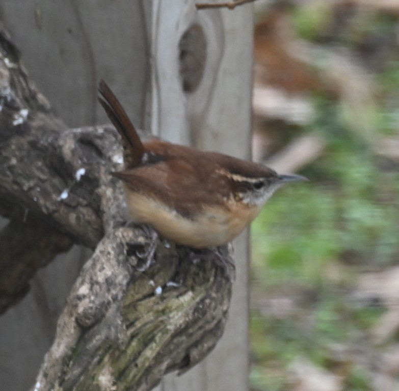 Cucarachero de Carolina - ML647086296