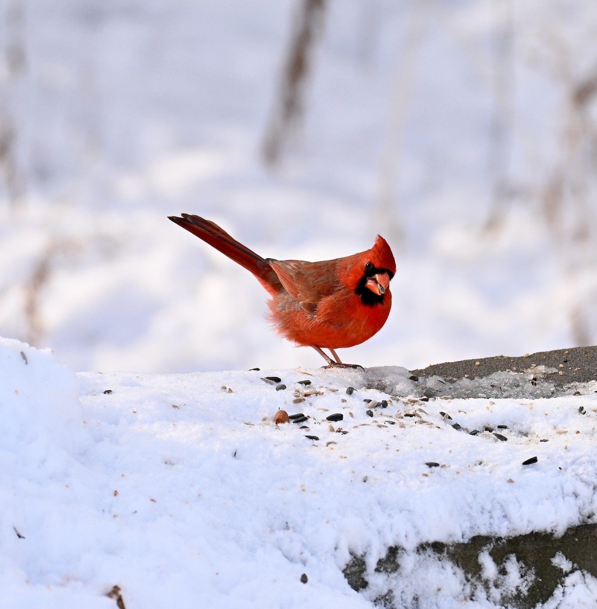 Cardenal Norteño - ML647086298