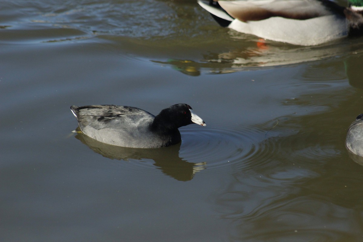 Focha Americana - ML647086299