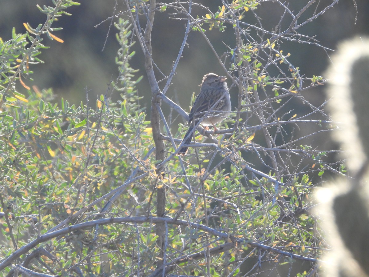 Chingolo Alirrufo - ML647086301