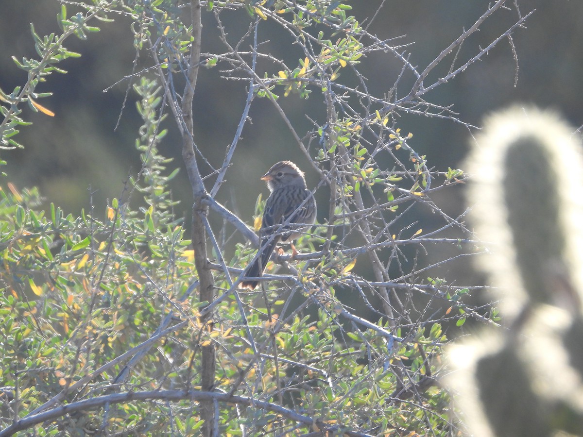 Chingolo Alirrufo - ML647086302