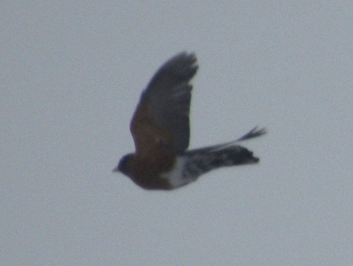 Zorzal Americano - ML647086304