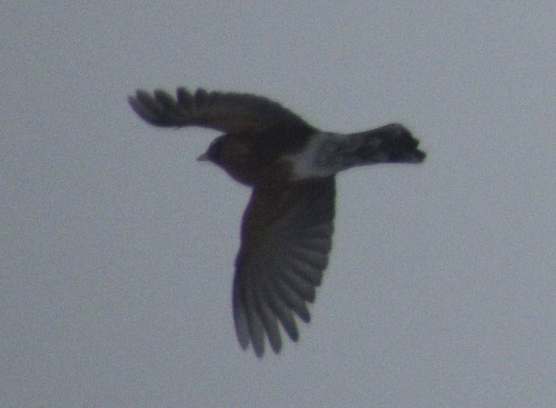 Zorzal Americano - ML647086306