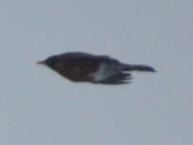 Zorzal Americano - ML647086307