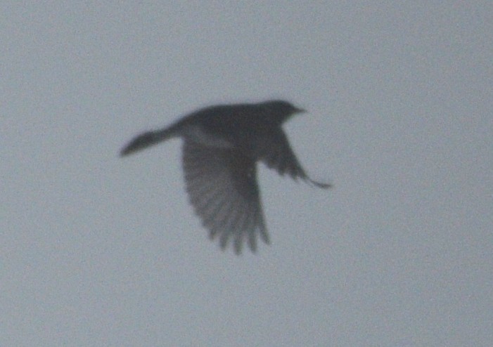 Zorzal Americano - ML647086308