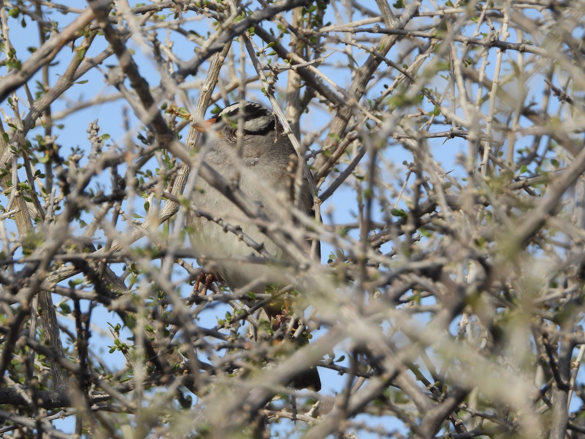 Chingolo Coroniblanco - ML647086309