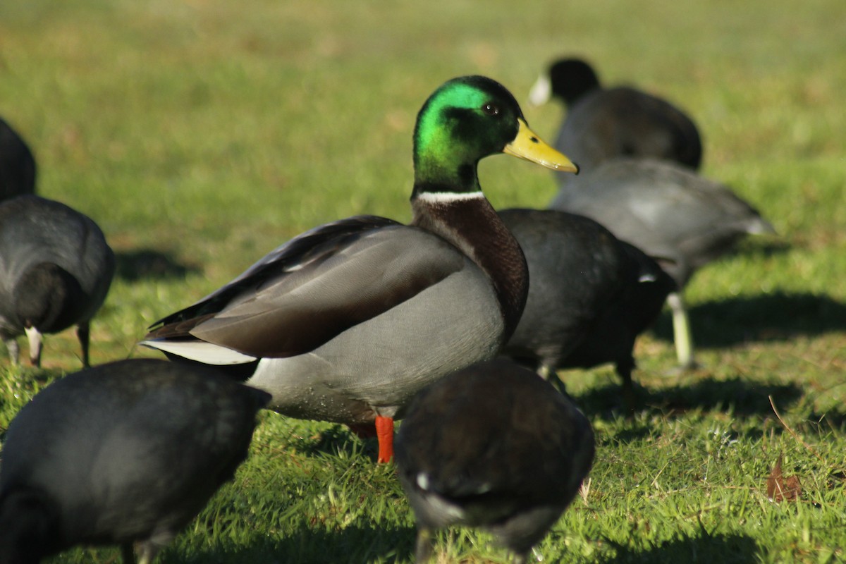 Ánade Azulón - ML647086310