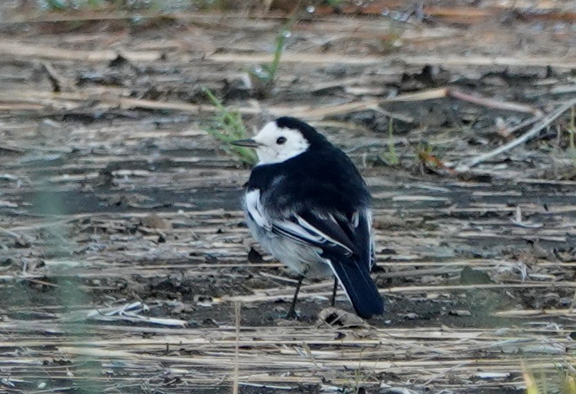 Lavandera Blanca - ML647086314