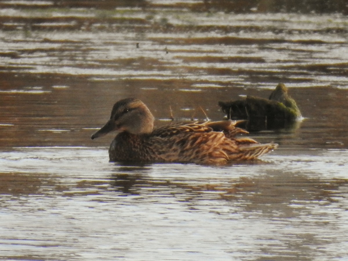 Mallard - ML647086315