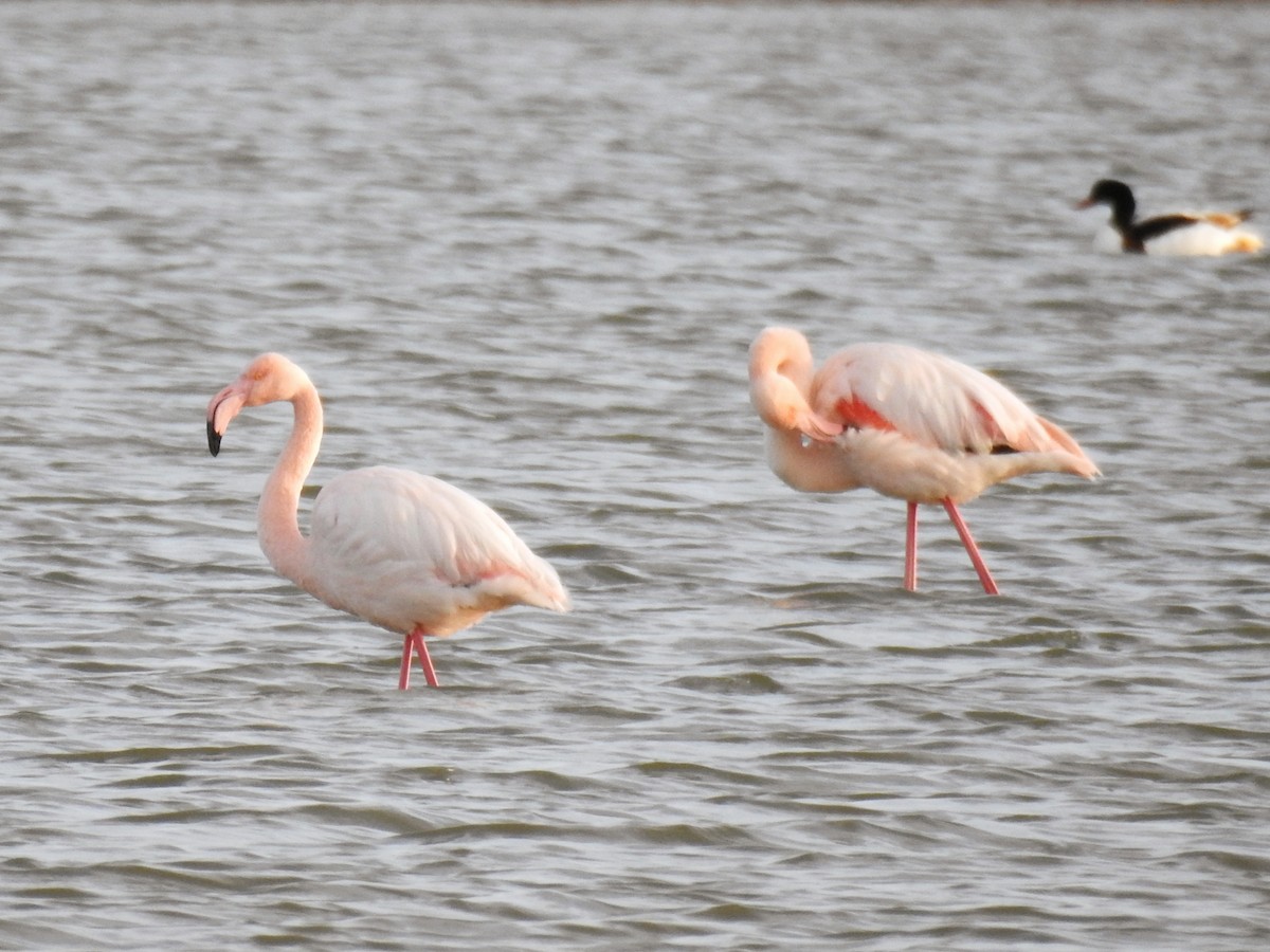 Greater Flamingo - ML647086319