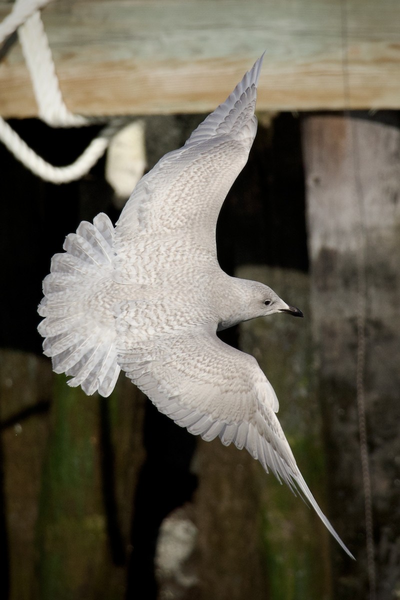 Gaviota Groenlandesa (de Kumlien) - ML647086320