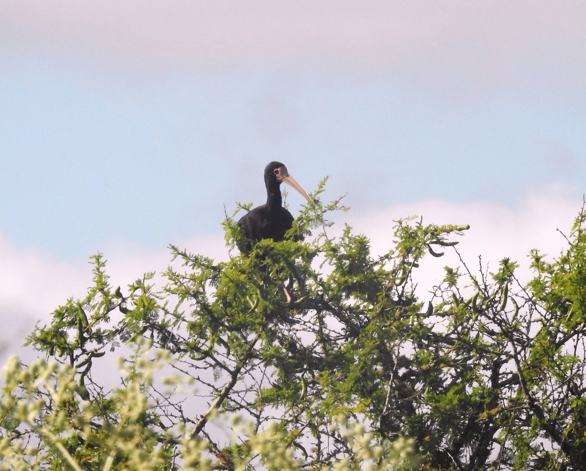 Ibis Afeitado - ML647086321