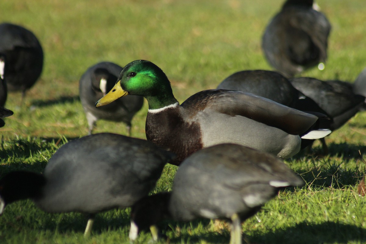 Ánade Azulón - ML647086322