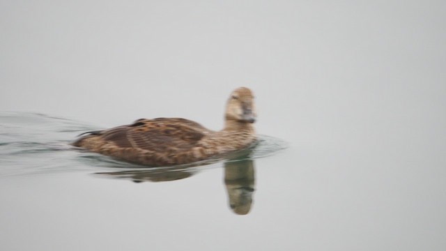 Eider erregea - ML647086323