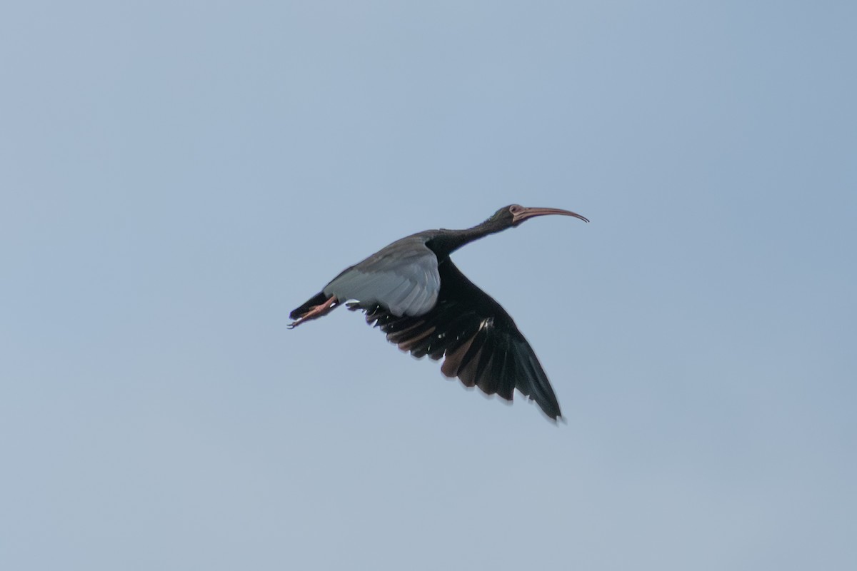 Bare-faced Ibis - ML647086324