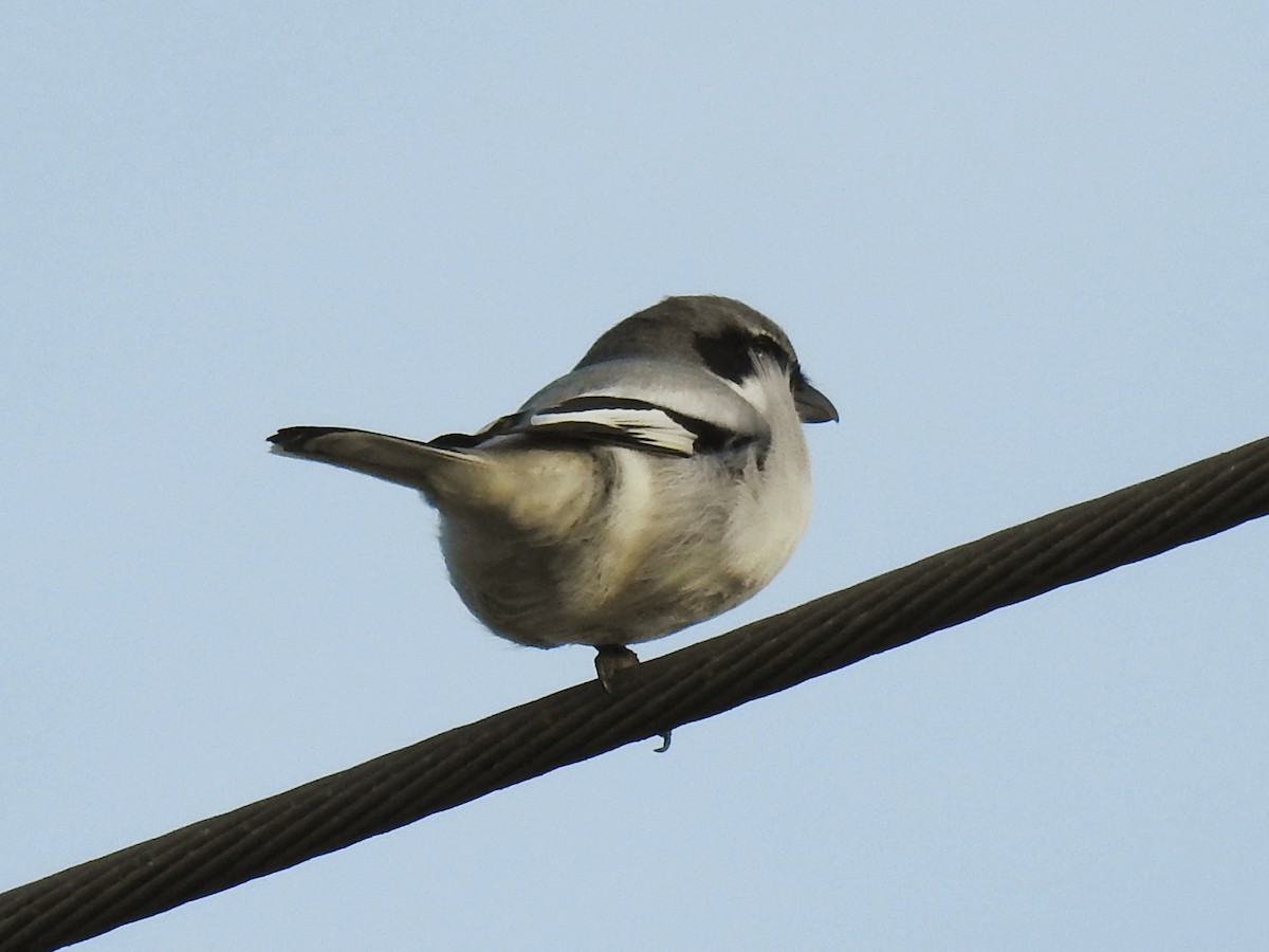 Great Gray Shrike - ML647086325