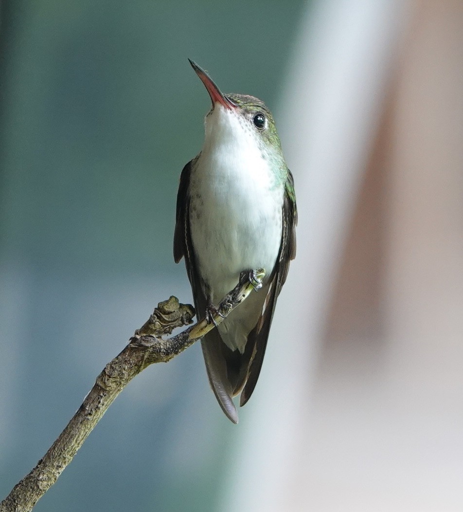 White-bellied Emerald - ML647086326