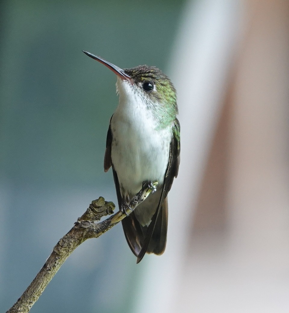 White-bellied Emerald - ML647086327