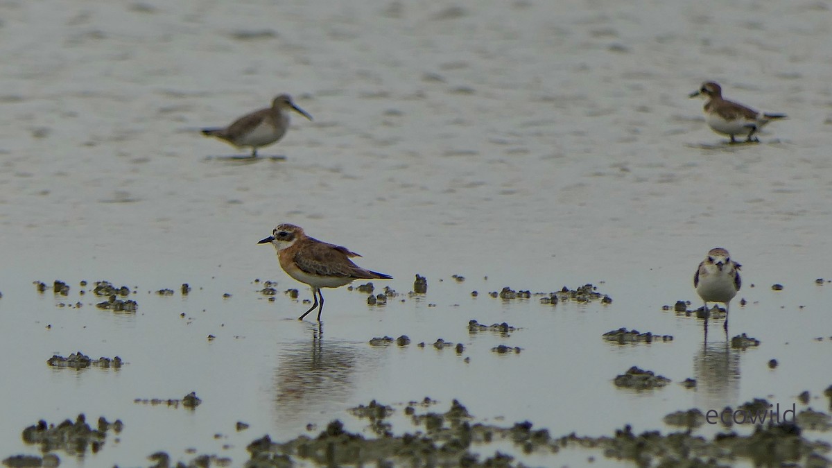 Tibet Cılıbıtı - ML647086329