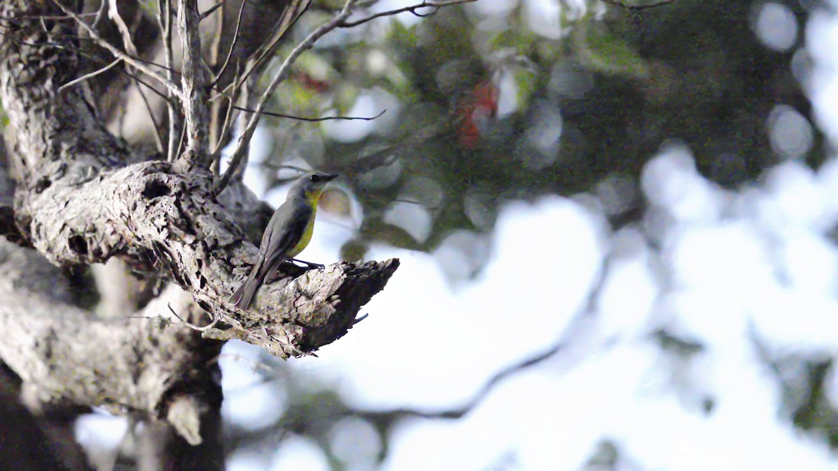 Eastern Yellow Robin - ML647086330