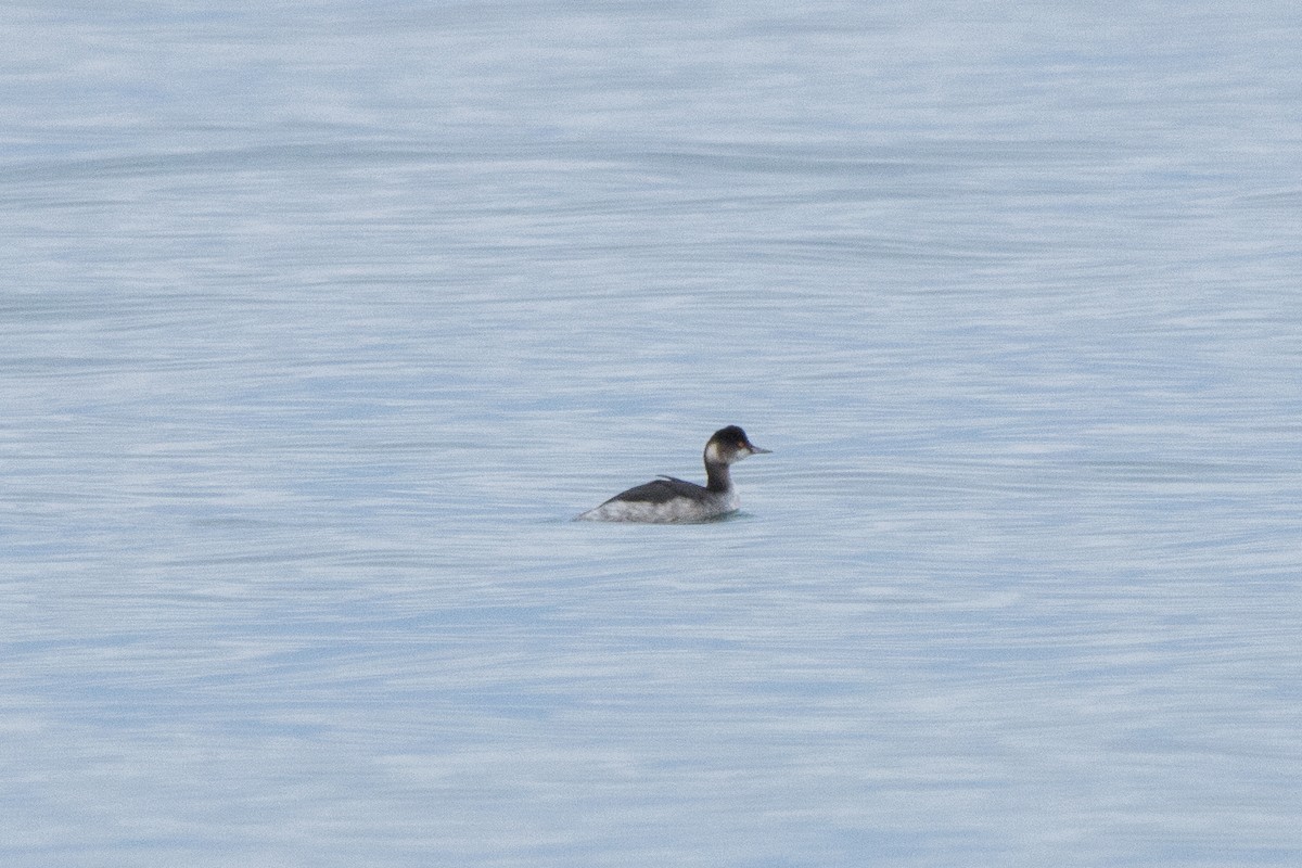 Schwarzhalstaucher - ML647086341