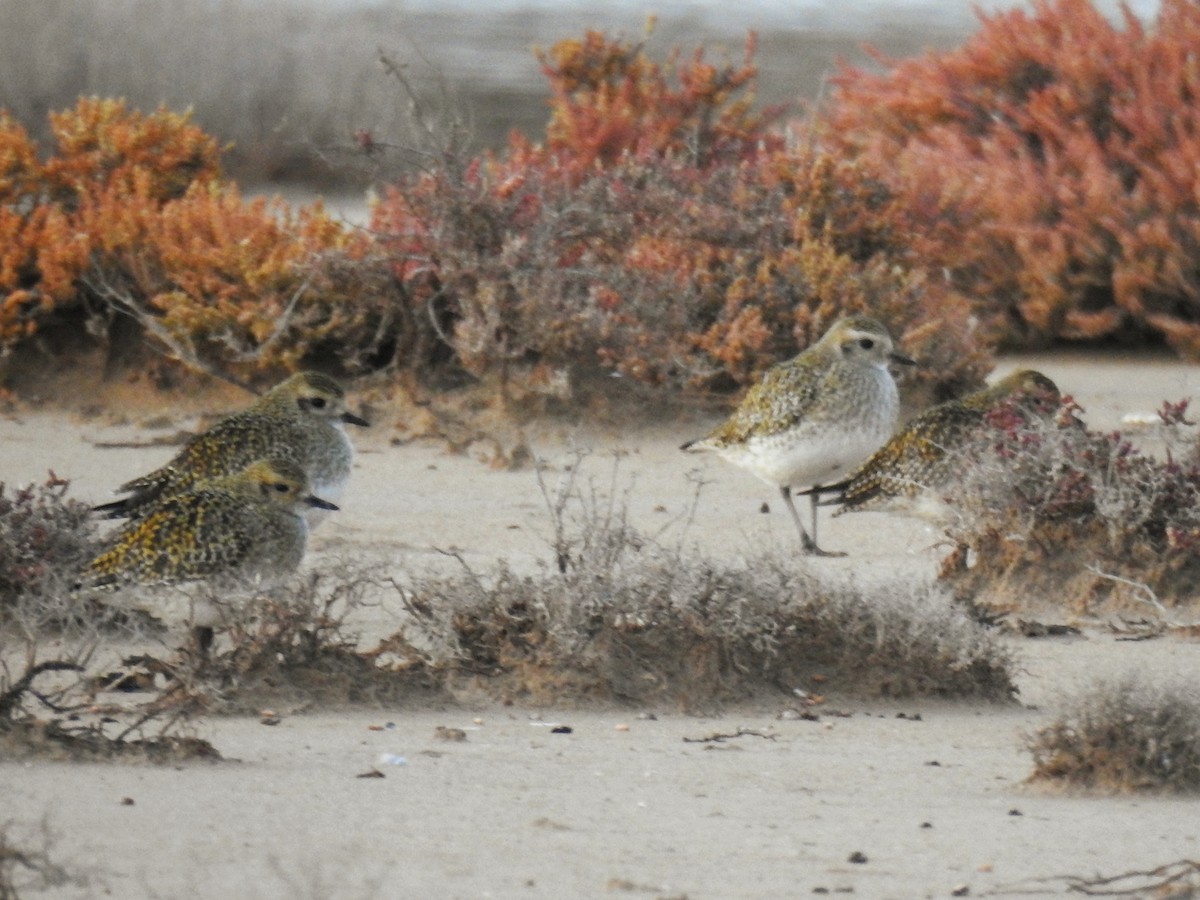European Golden-Plover - ML647086347