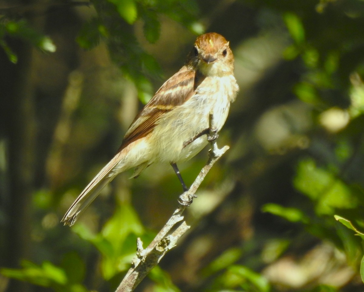 Bran-colored Flycatcher - ML647086351