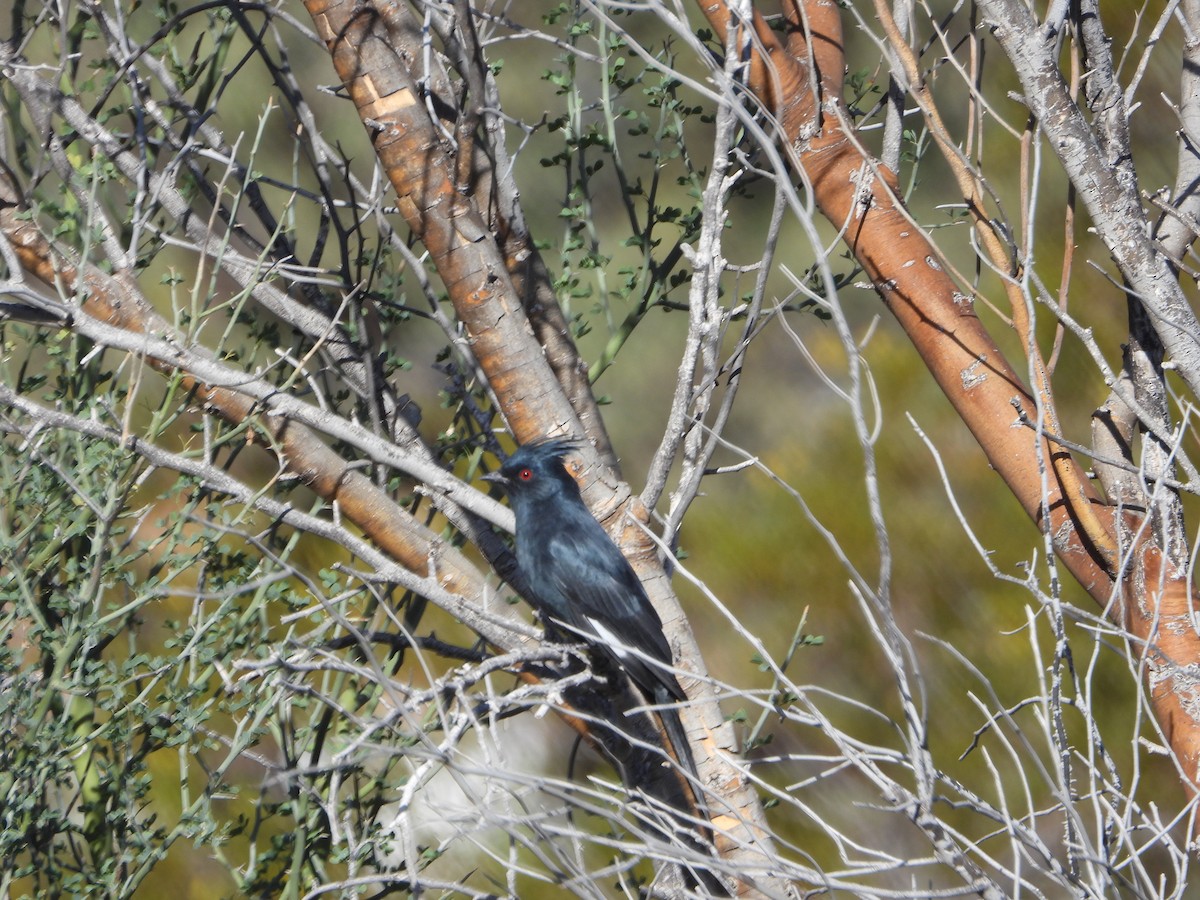 Phainopepla - ML647086352