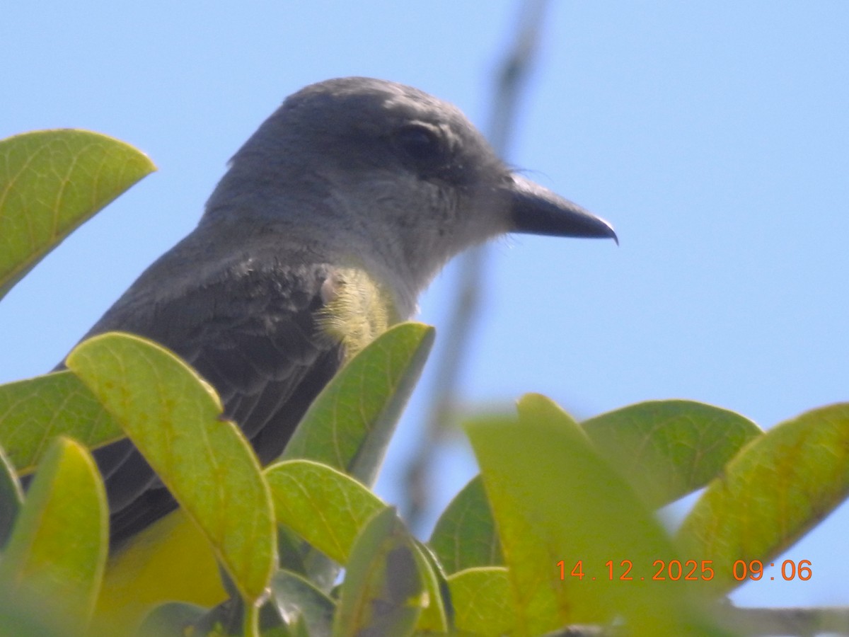 Tropical Kingbird - ML647086354
