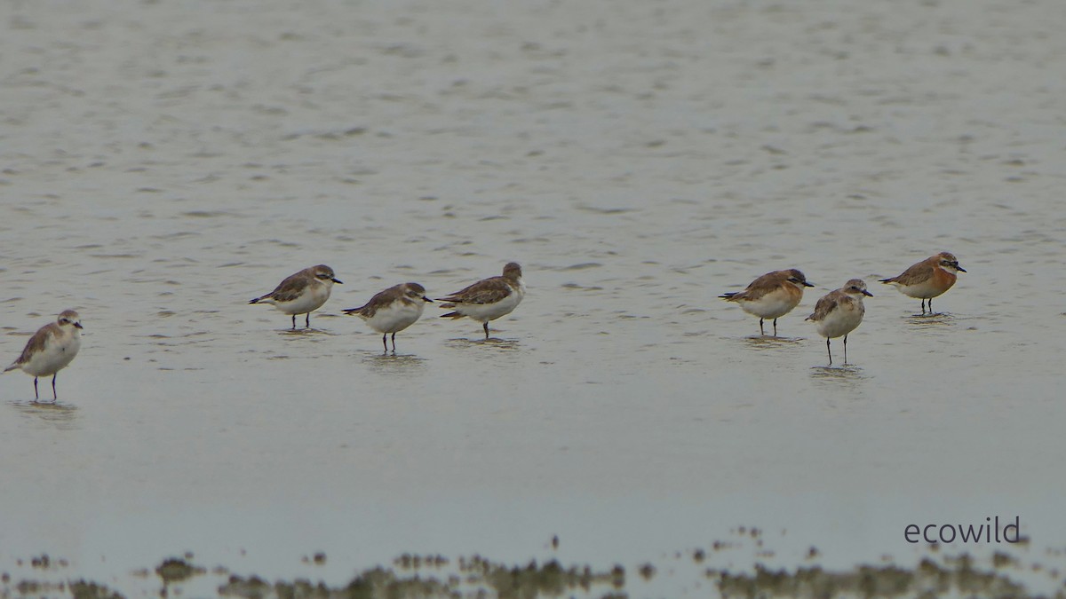 Tibet Cılıbıtı - ML647086359