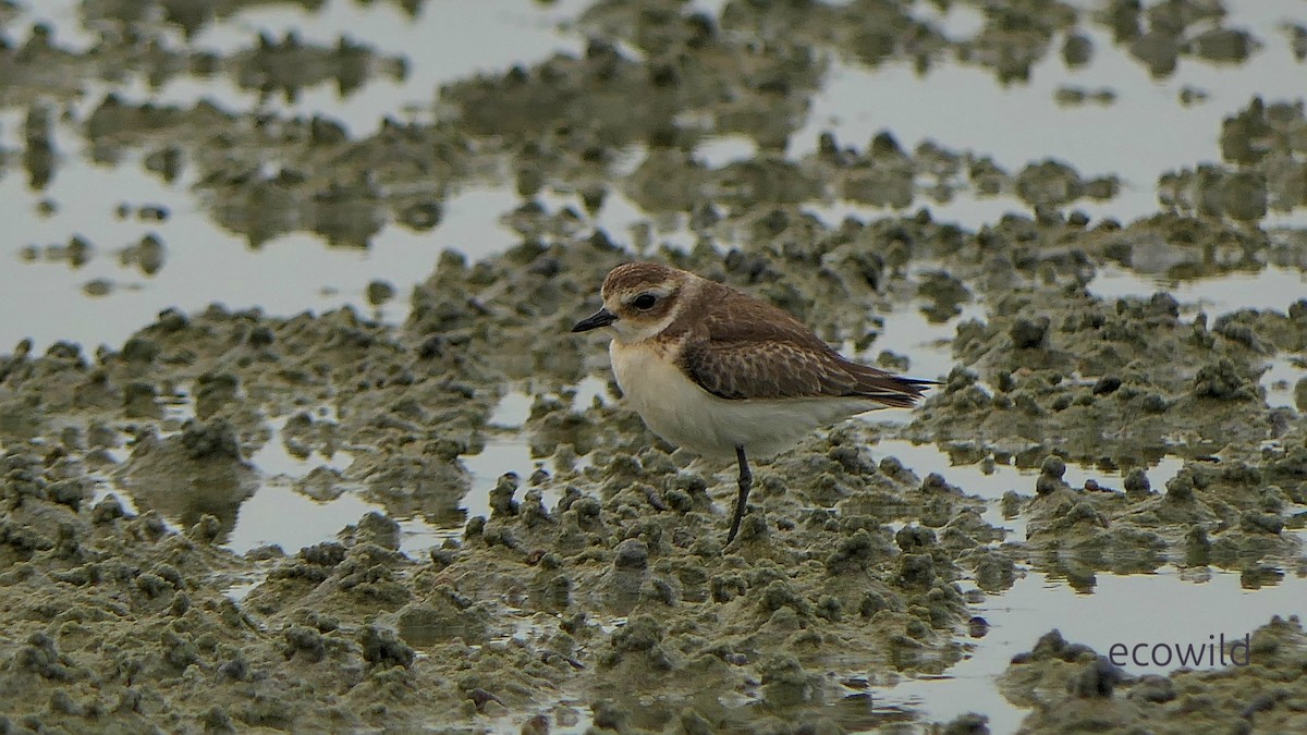 Tibet Cılıbıtı - ML647086361