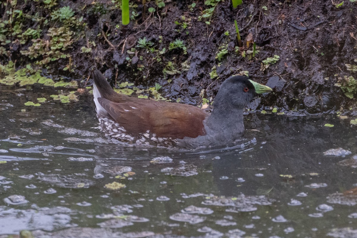 Spot-flanked Gallinule - ML647086364