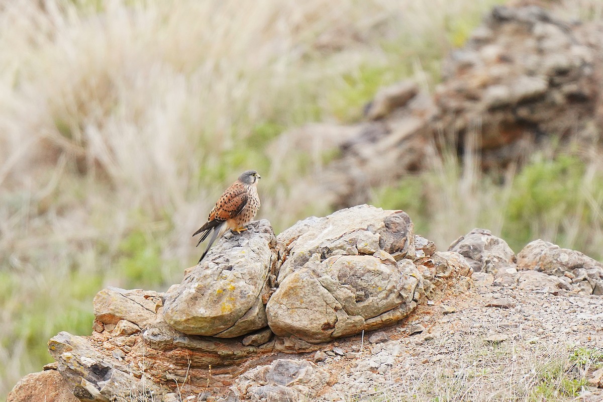בז מצוי - ML647086365