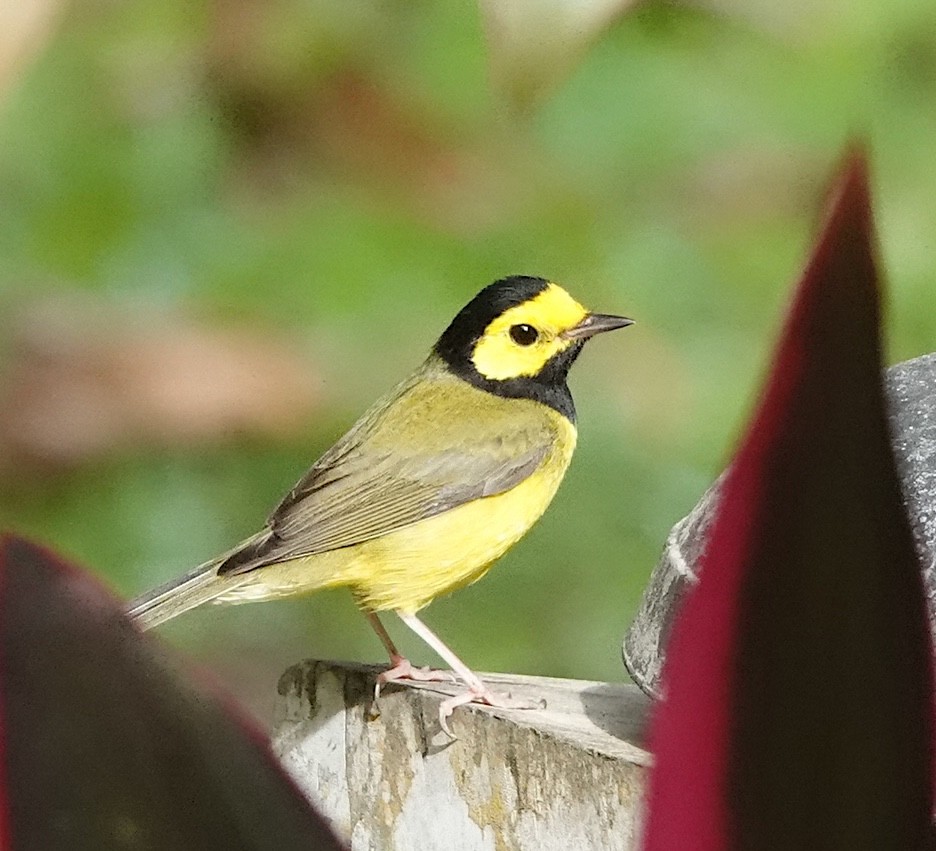 Болотянка чорногорла - ML647086383