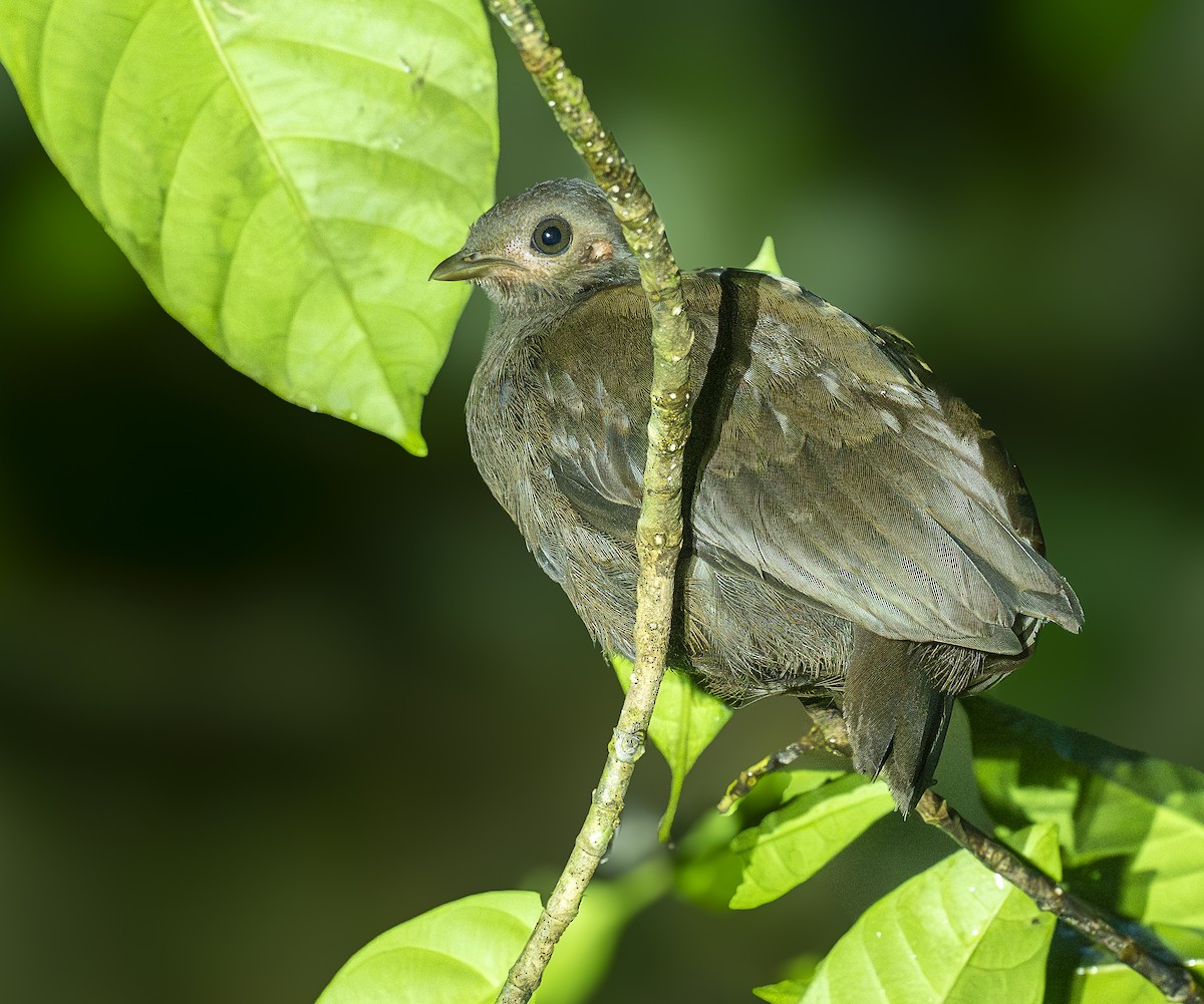 Red-billed Brushturkey - ML647086384