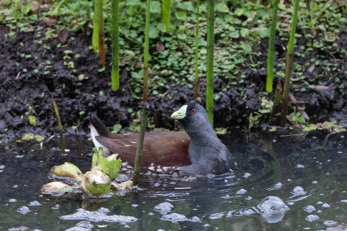 Spot-flanked Gallinule - ML647086391