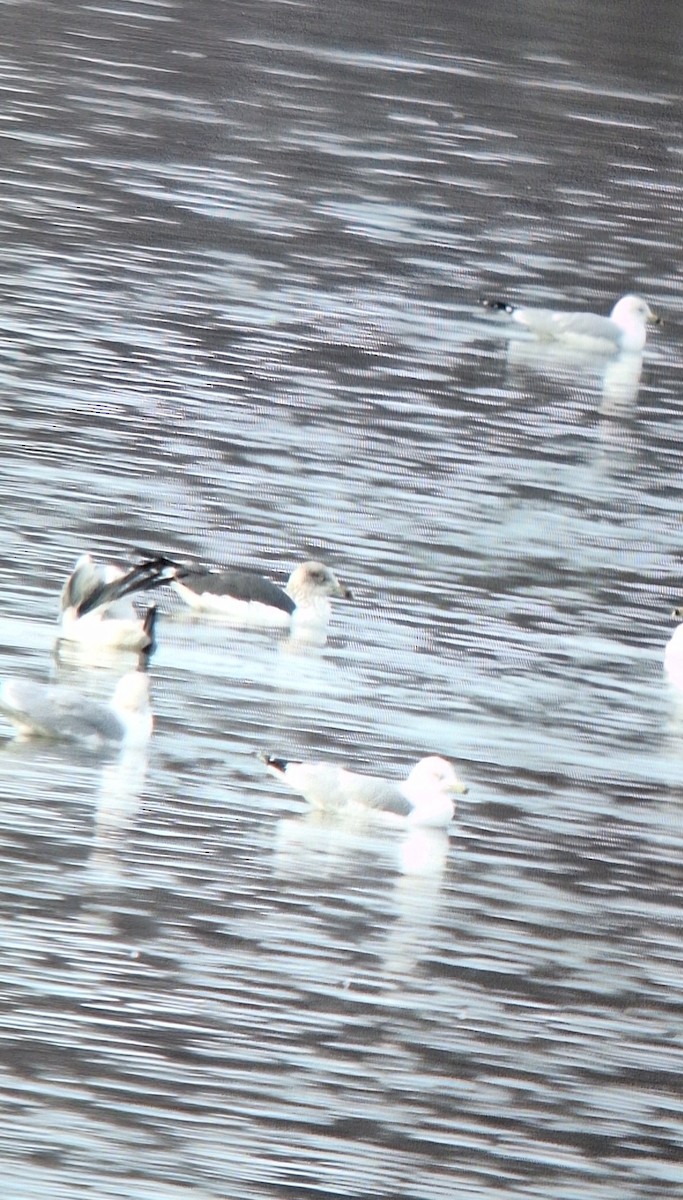 Lesser Black-backed Gull - ML647086393