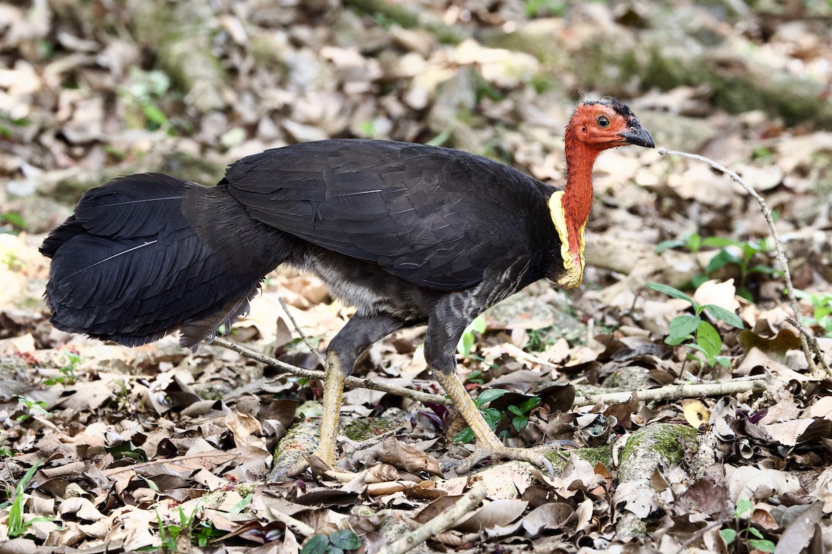 Australian Brushturkey - ML647086408