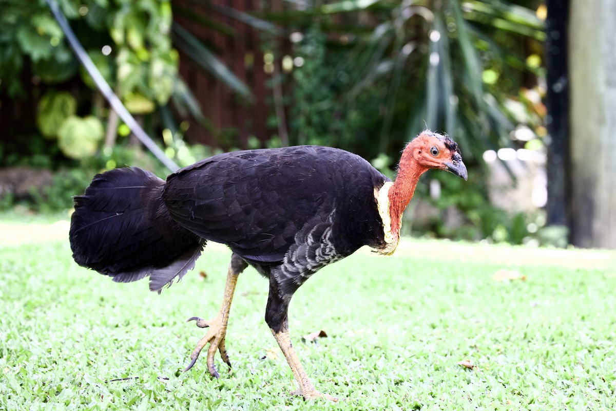 Australian Brushturkey - ML647086414