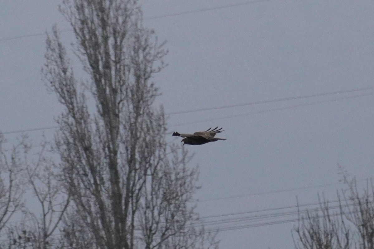 Common Buzzard - ML647086443