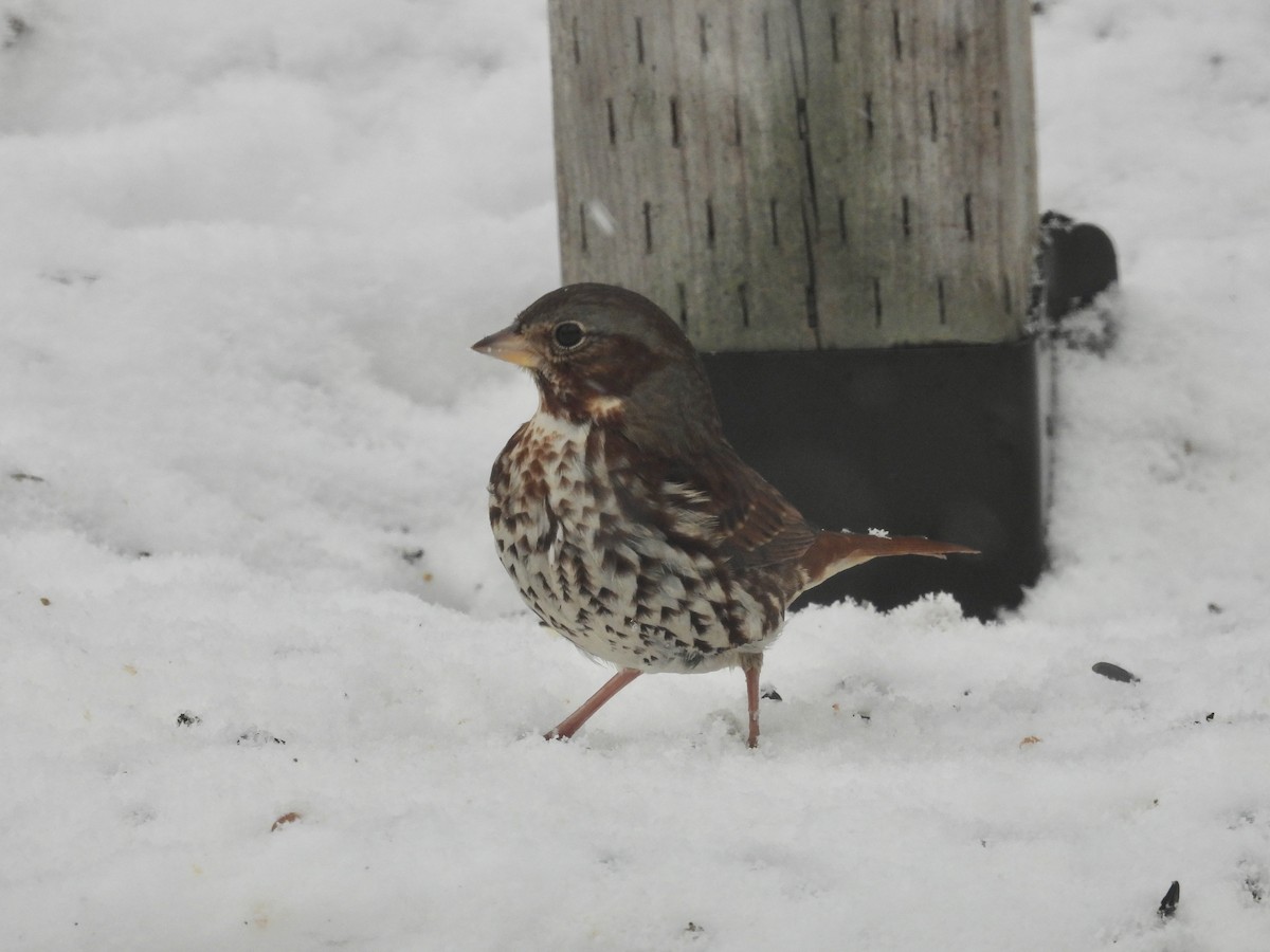 Fox Sparrow - ML647086445