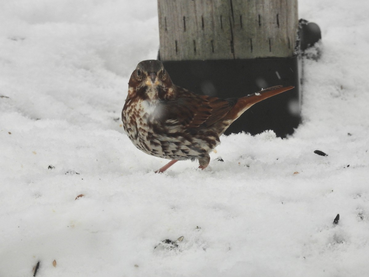 Fox Sparrow - ML647086454