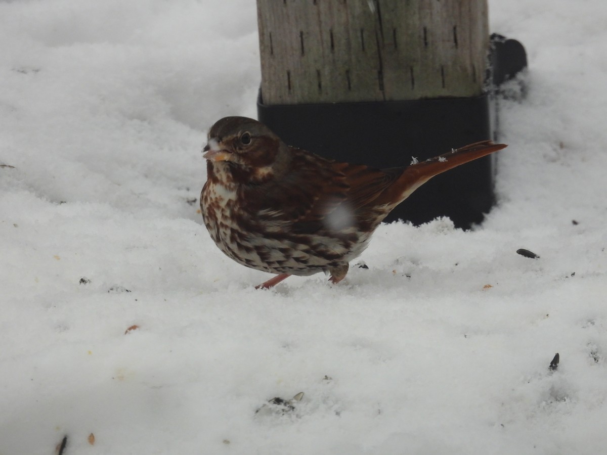 Fox Sparrow - ML647086455