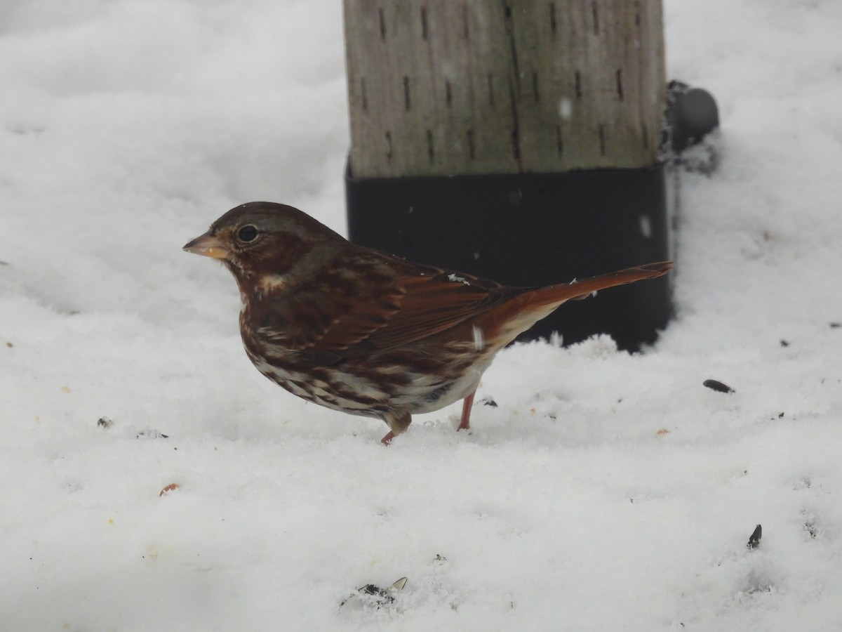Fox Sparrow - ML647086456