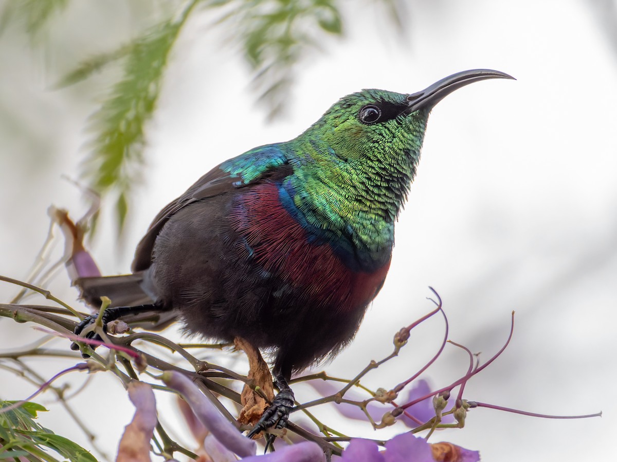 ヒガシニシキタイヨウチョウ - ML647086457