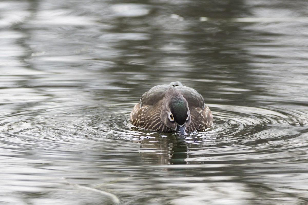 アメリカオシ - ML647086467