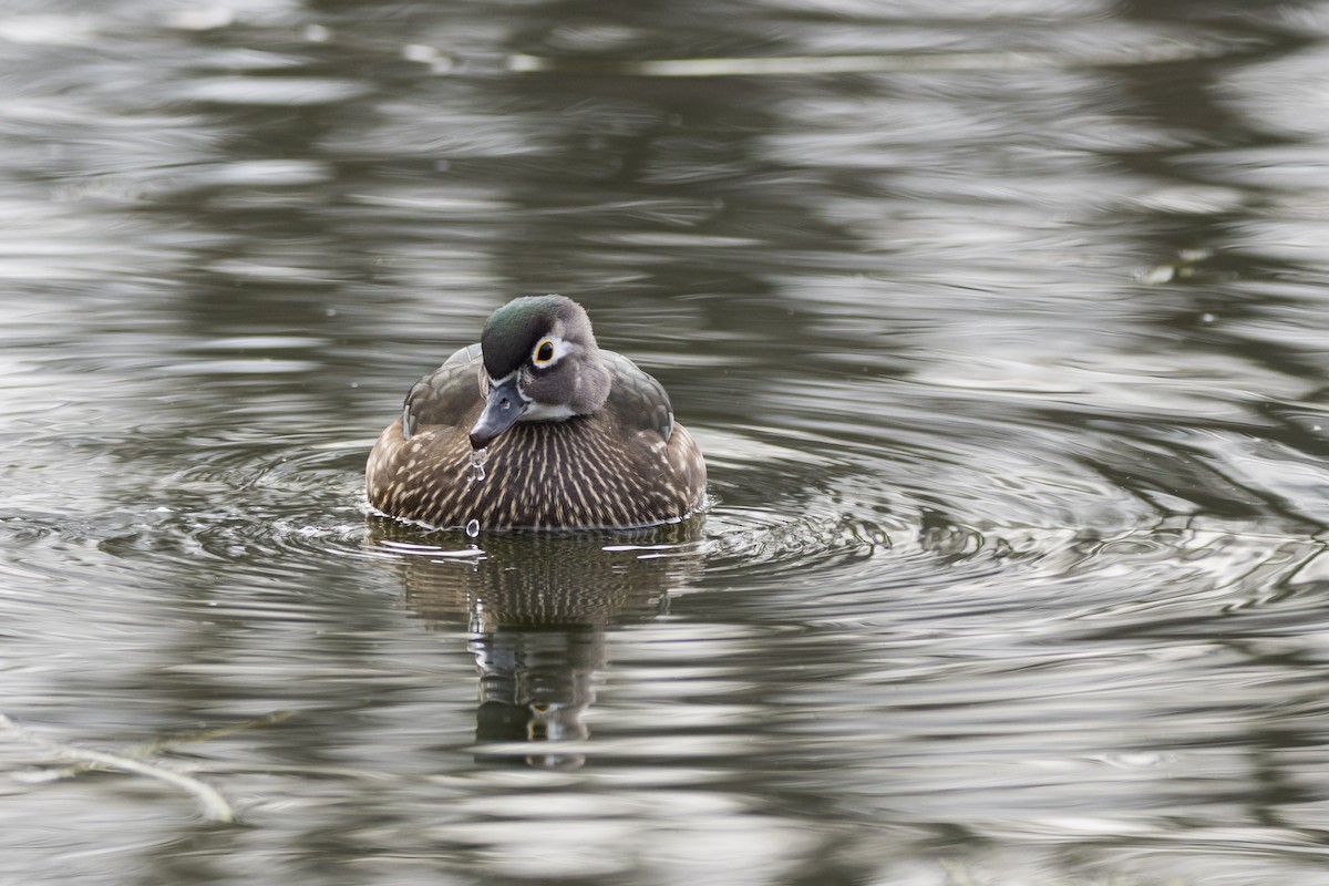 アメリカオシ - ML647086468