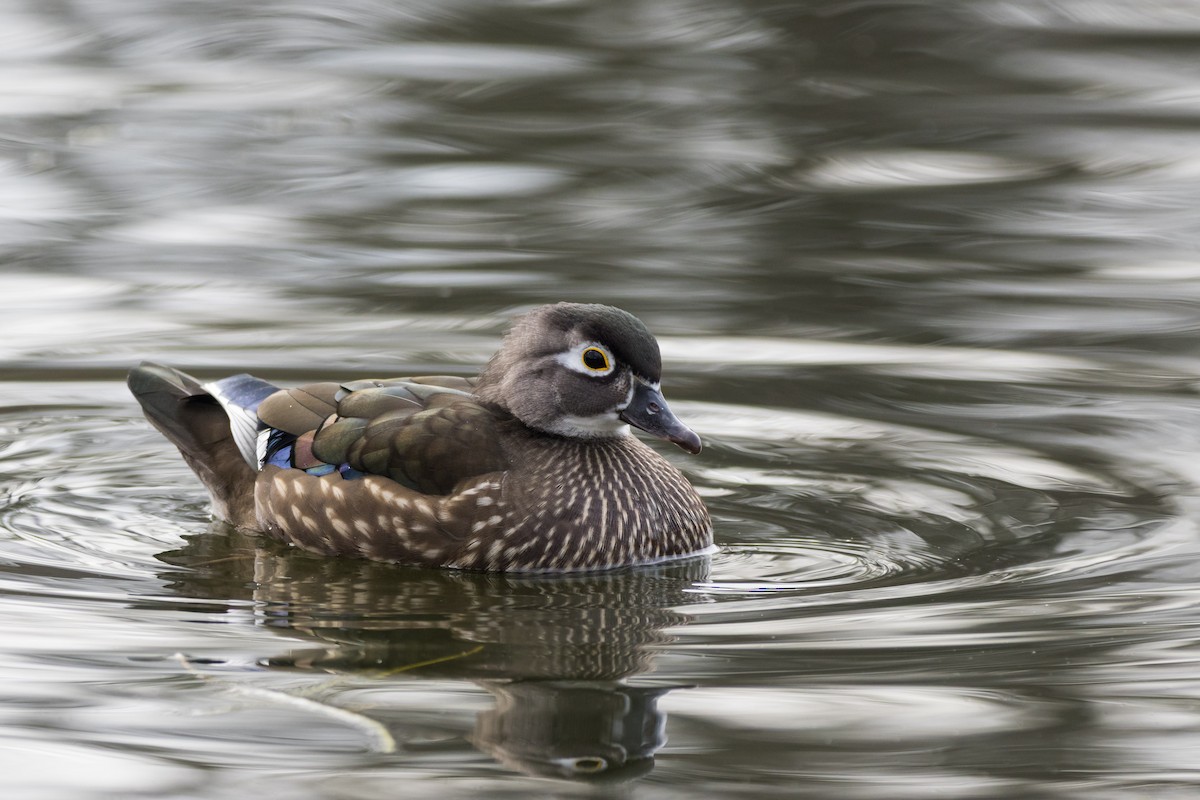 アメリカオシ - ML647086469