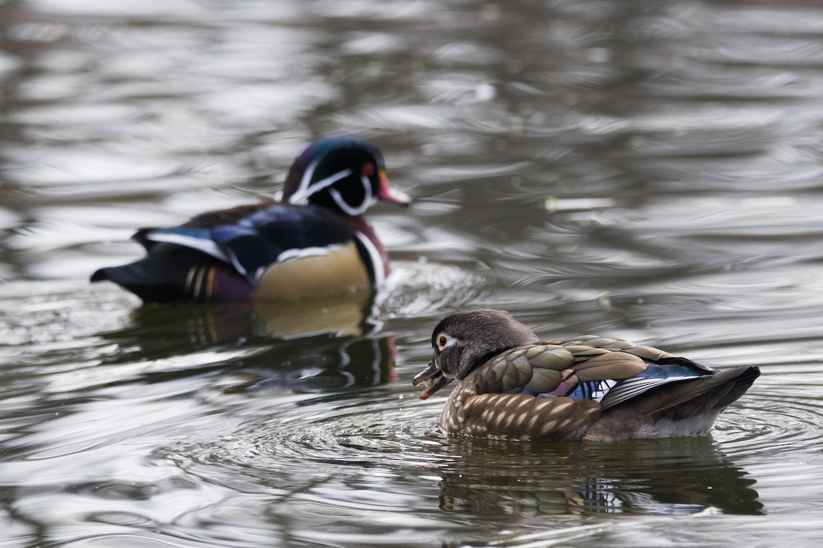 アメリカオシ - ML647086470