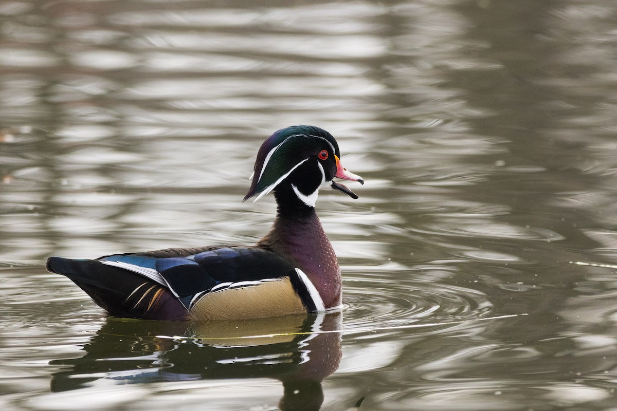 アメリカオシ - ML647086471